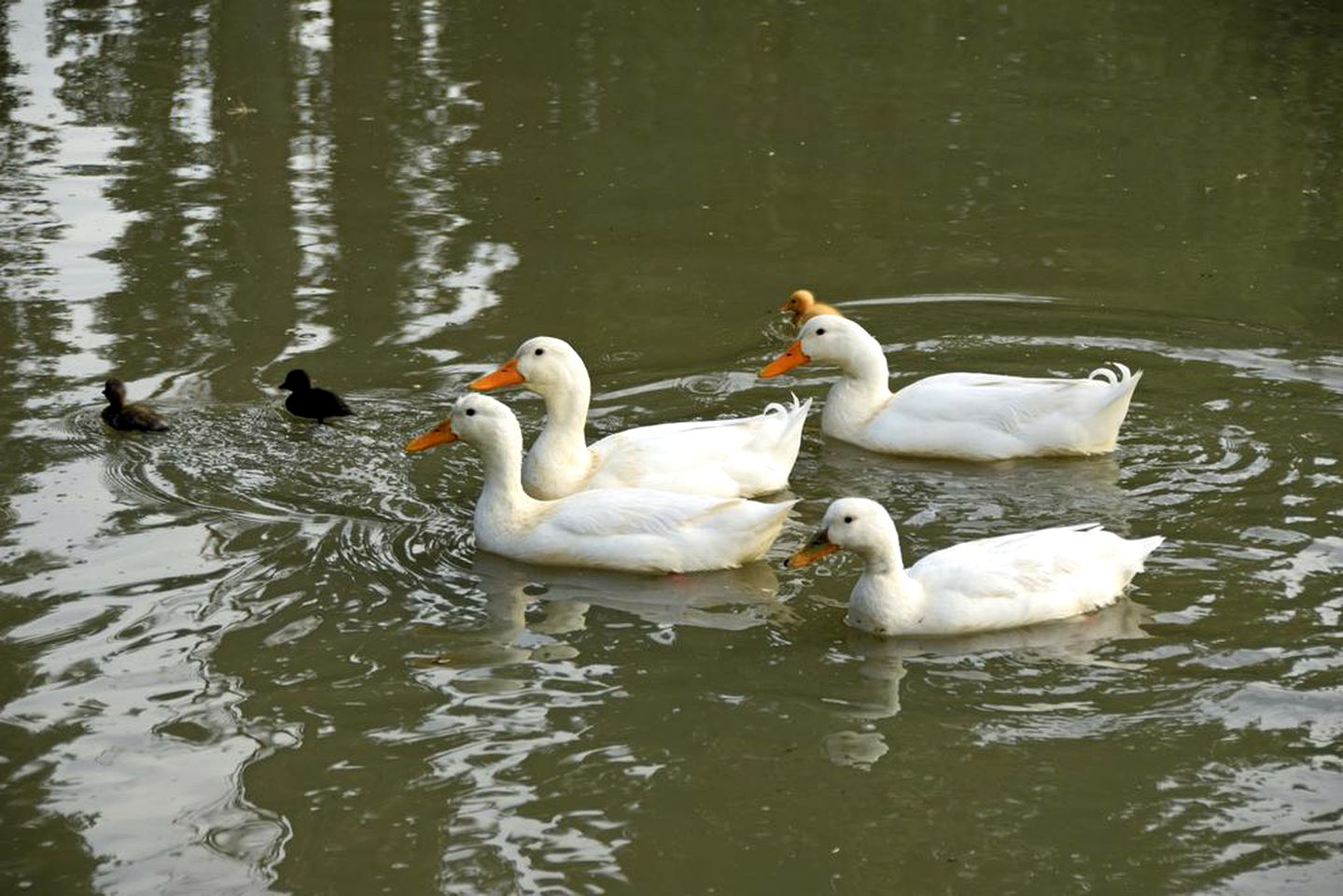 Luxurious Holiday Rental with a Spa in Ashburton, New Zealand