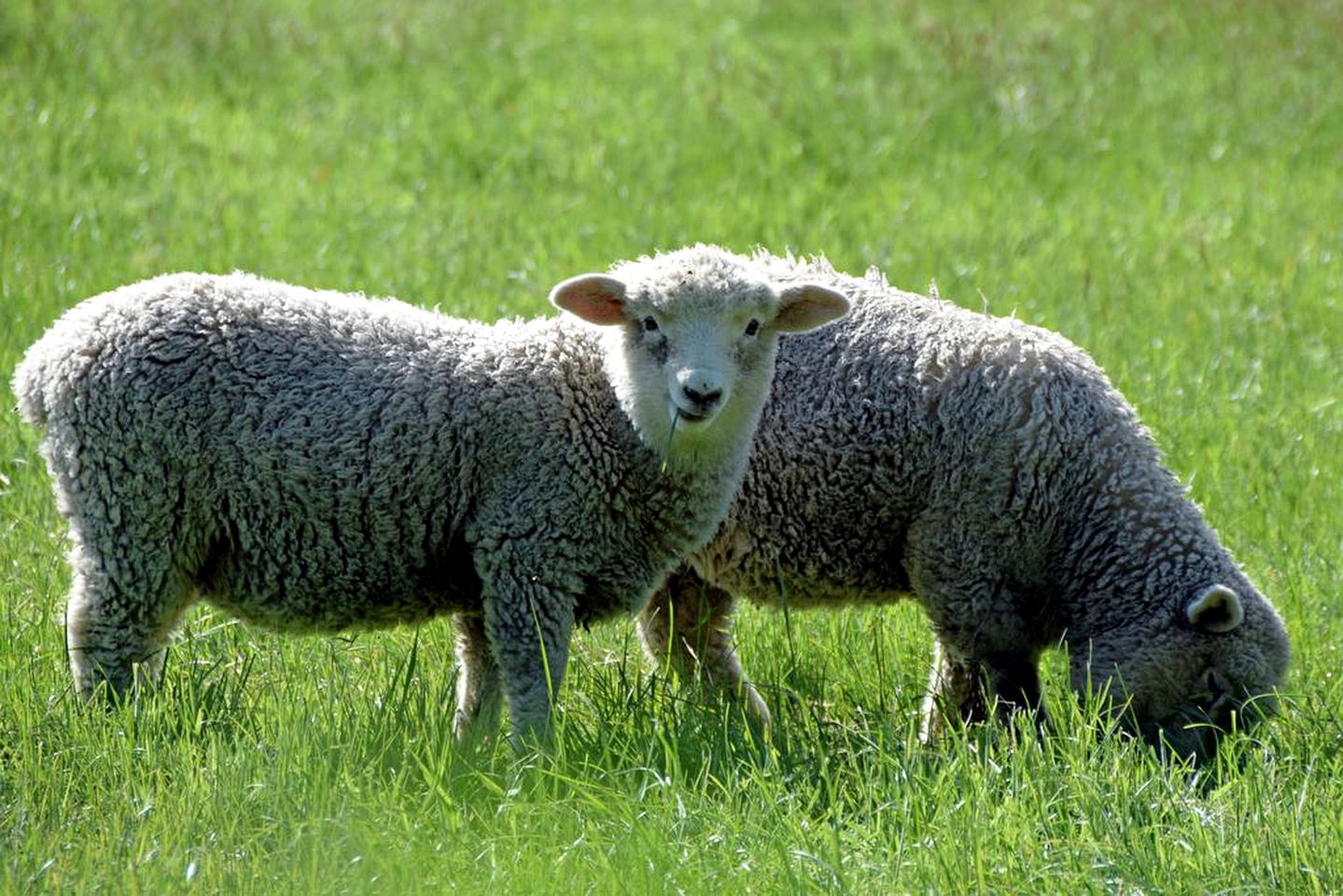 Luxurious Holiday Rental with a Spa in Ashburton, New Zealand