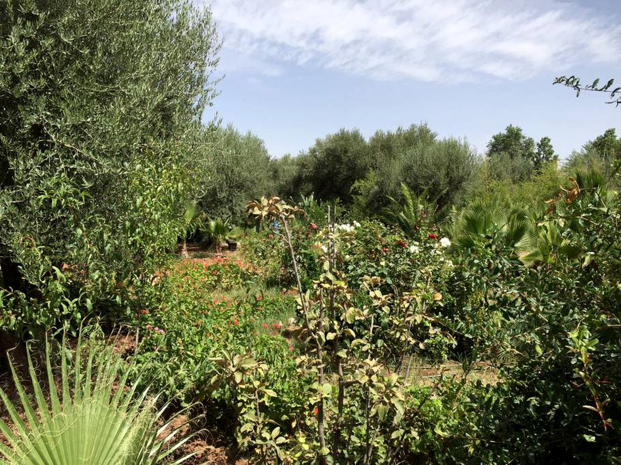 Romantic Room Rental with a Pool near Marrakesh, Morocco