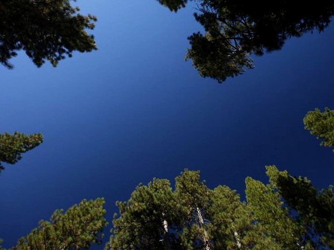 Cabins (Wawona, California, United States)