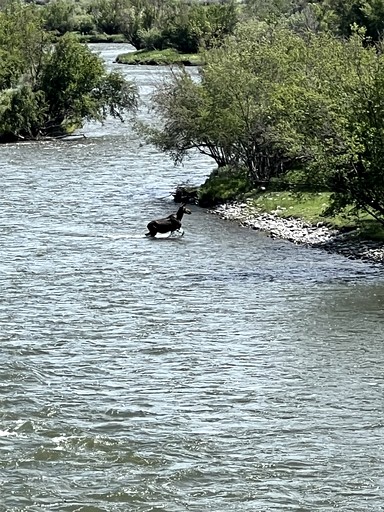 Vacation Rentals (United States of America, Ennis, Montana)