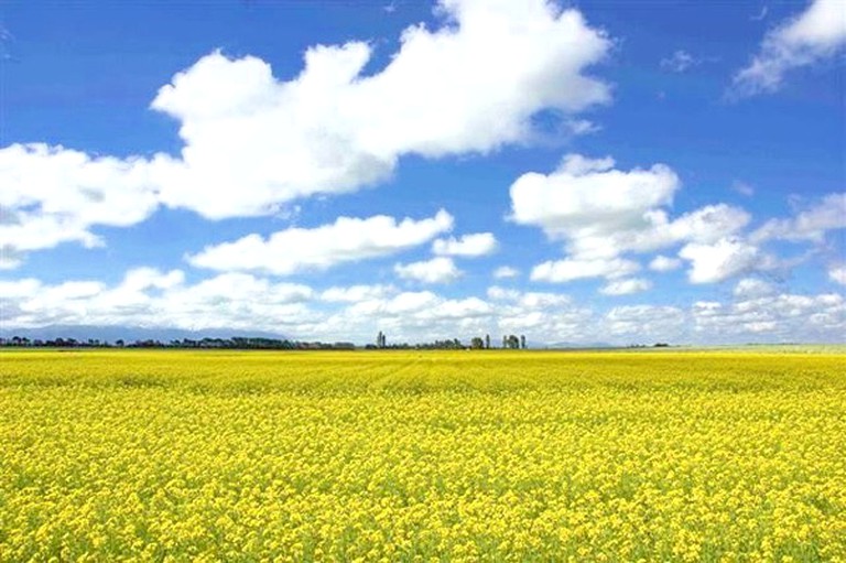 Cabins (Willowby, South Island, New Zealand)