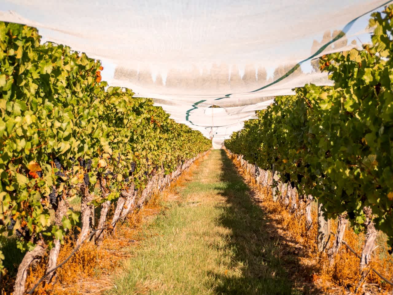 Riverfront Tiny House Perfect for a Couple Getaway in Clyde, South Island