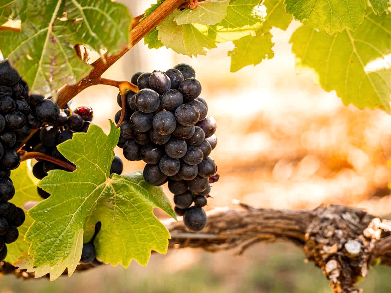 Riverfront Tiny House Perfect for a Couple Getaway in Clyde, South Island