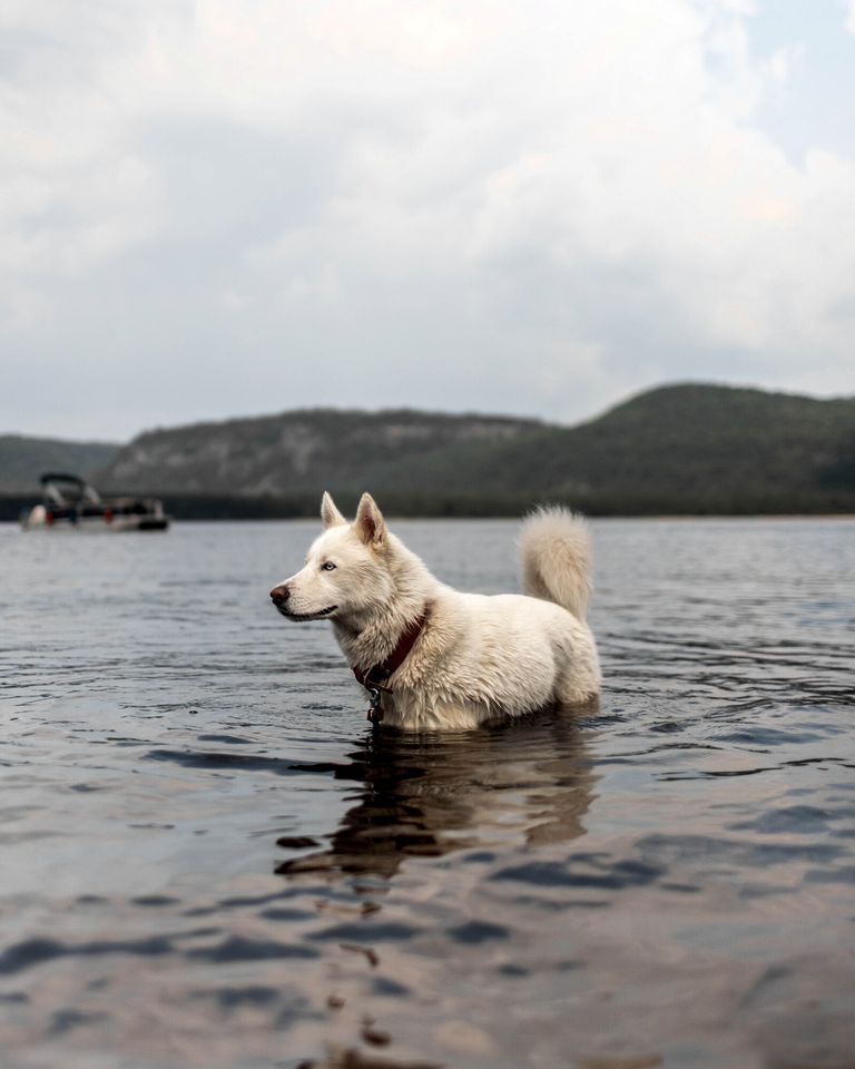 Incredible Dome Surrounded by Trees and Fantastic Vistas in Petawawa, Ontario