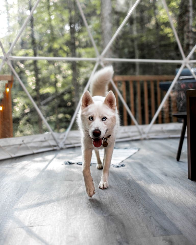 Incredible Dome Surrounded by Trees and Fantastic Vistas in Petawawa, Ontario