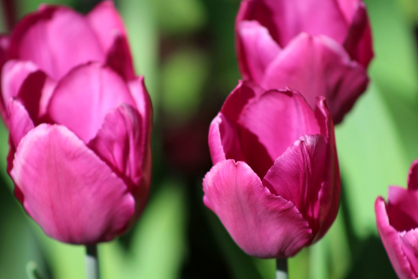 Laid-Back Cottage Getaway for Adventure and Quiet Evenings in Dunsmuir, California