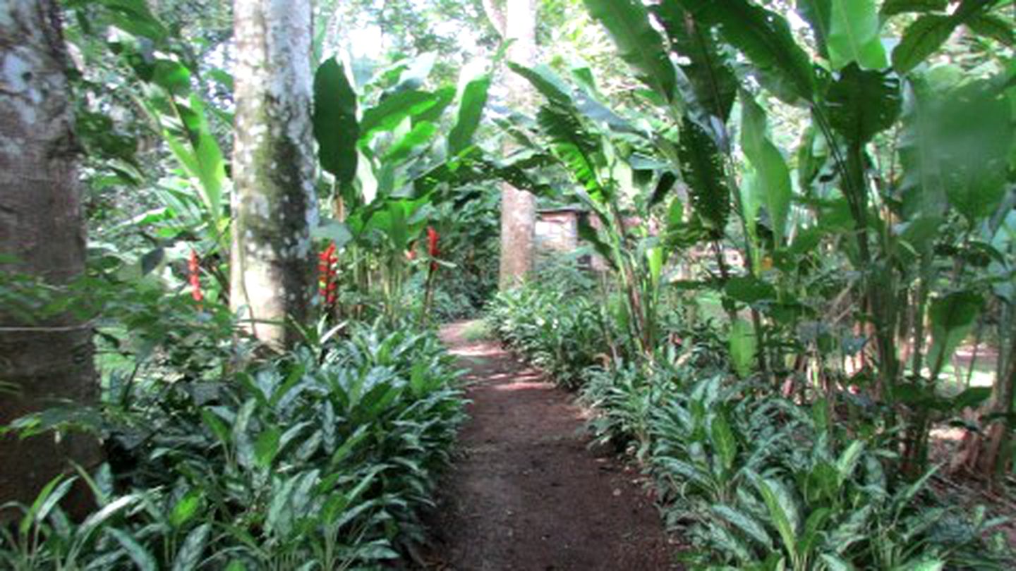 Riverside Cabin for a Romantic Getaway in San Ignacio, Belize