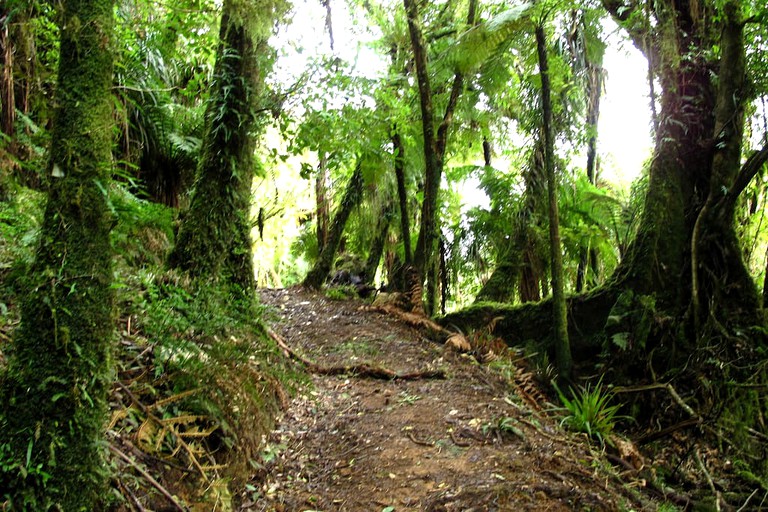 Cottages (Waitomo, North Island, New Zealand)