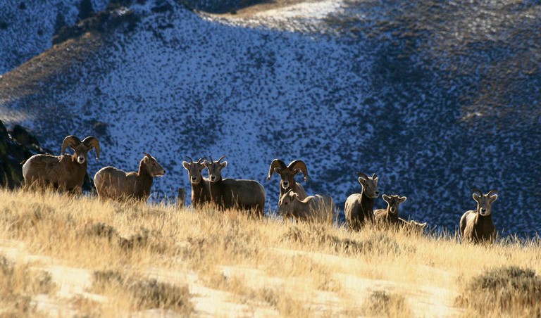 Safari Tents (Challis, Idaho, United States)