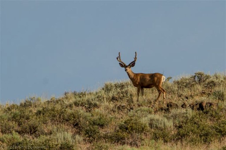 Safari Tents (Challis, Idaho, United States)