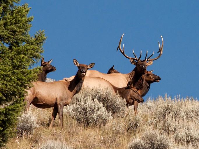 Safari Tents (Challis, Idaho, United States)