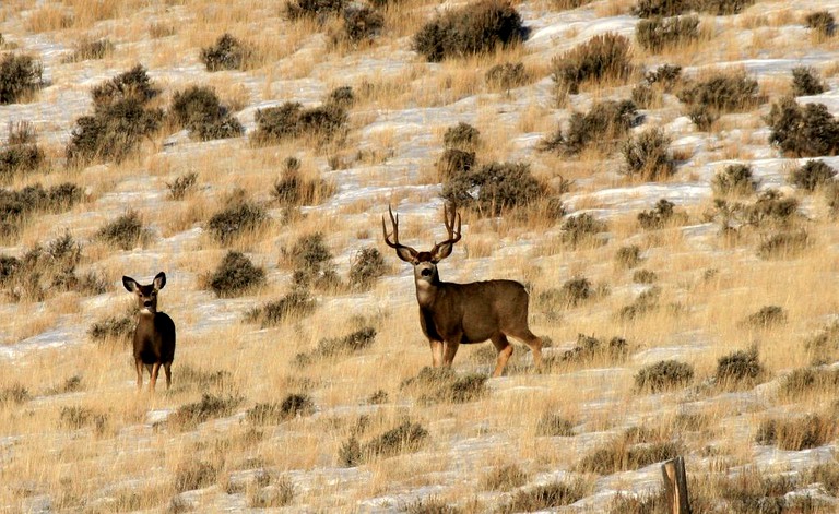 Rocky Mountain Elk Camp, Safari Tents, Challis, United States of ...