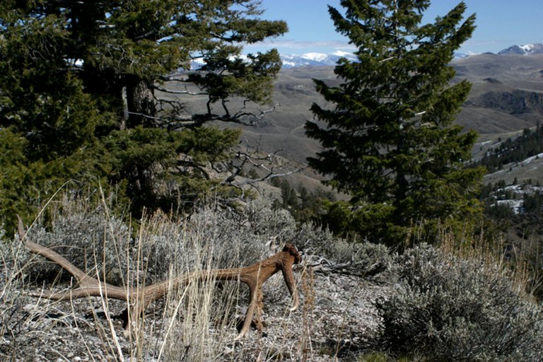 Safari Tents (Challis, Idaho, United States)