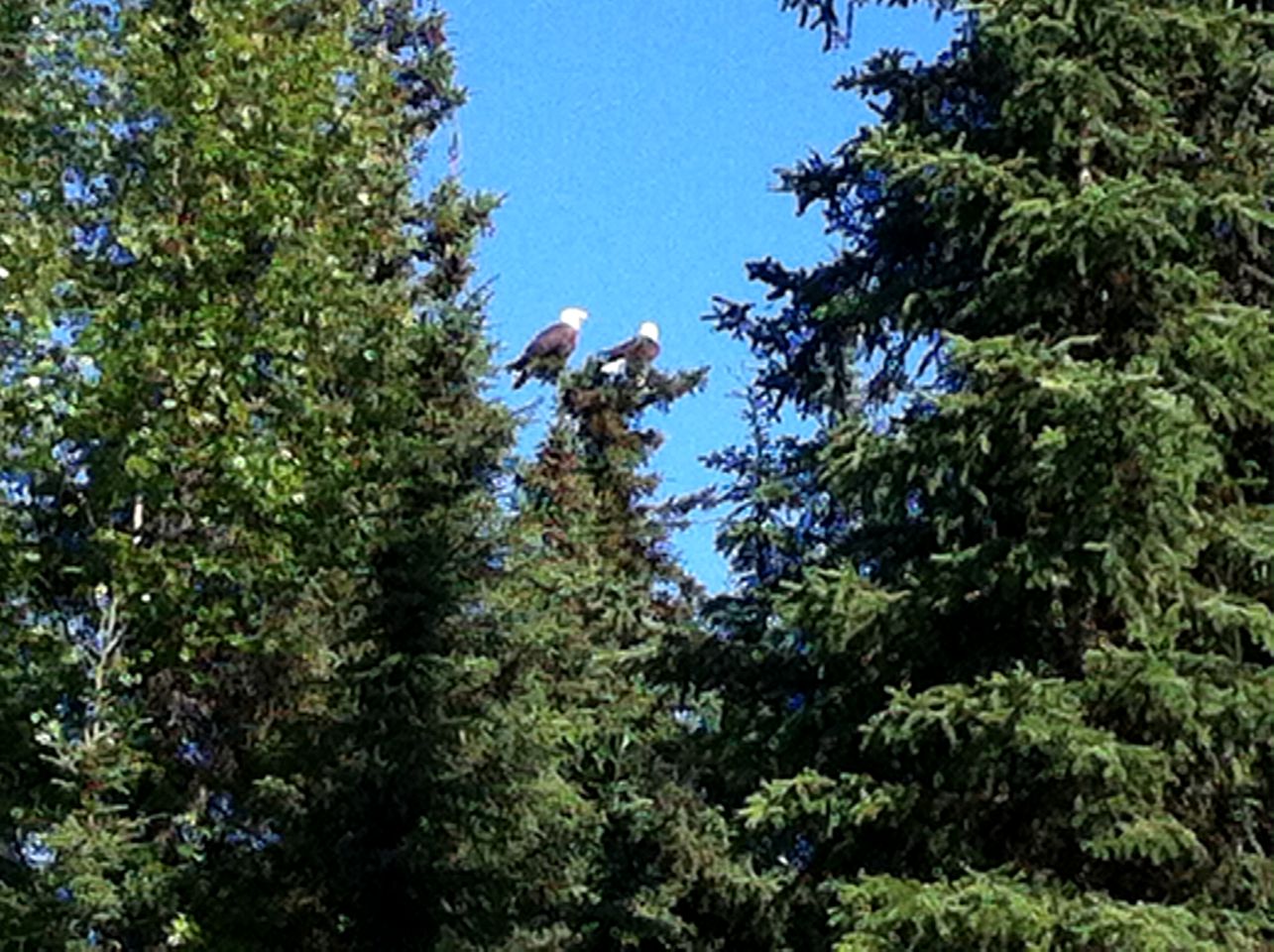 Romantic Bed and Breakfast Room with a Balcony Overlooking the Kenai River in Soldotna, Alaska