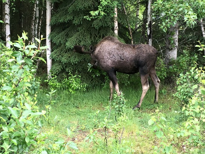 Nature Lodges (Soldotna, Alaska, United States)