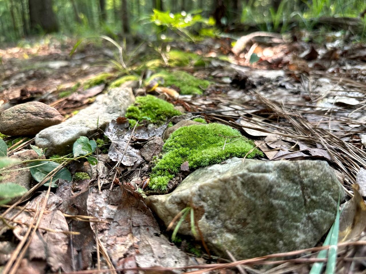 Romantic Bell Tent Retreat in Georgia’s Enchanted Forest near Lake Oconee