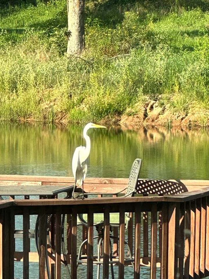 Romantic Cabin with Pond Views Great for Couples in Texas