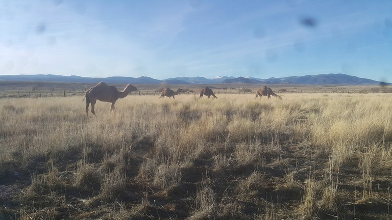 Yurts (Capulin, Colorado, United States)