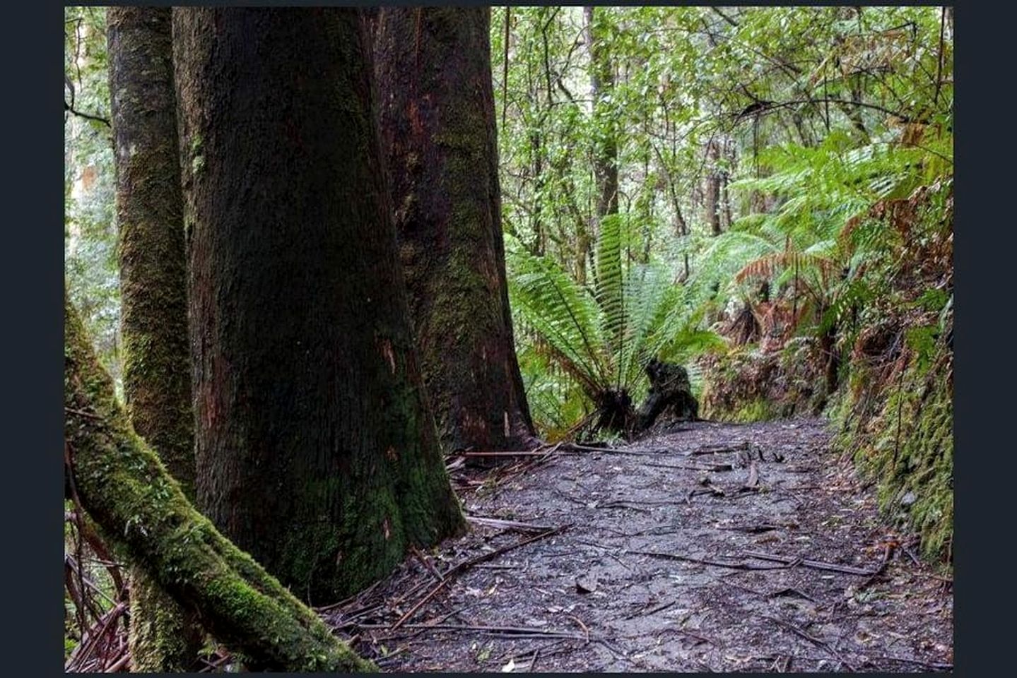 Romantic Rainforest Cottage Rental with Private Waterfalls near Apollo Bay, Victoria