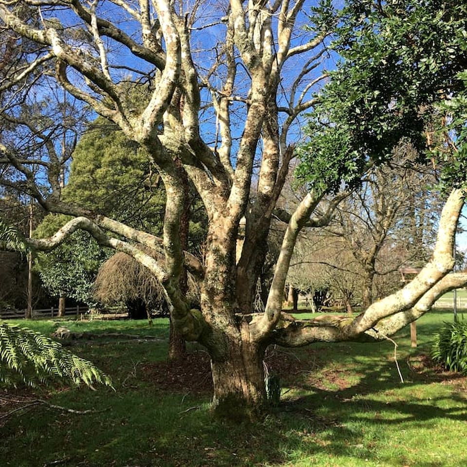 Romantic Rainforest Cottage Rental with Private Waterfalls near Apollo Bay, Victoria