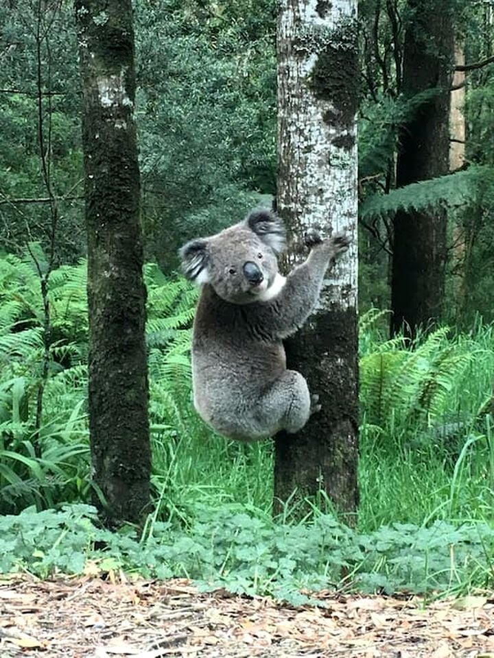 Romantic Rainforest Cottage Rental with Private Waterfalls near Apollo Bay, Victoria