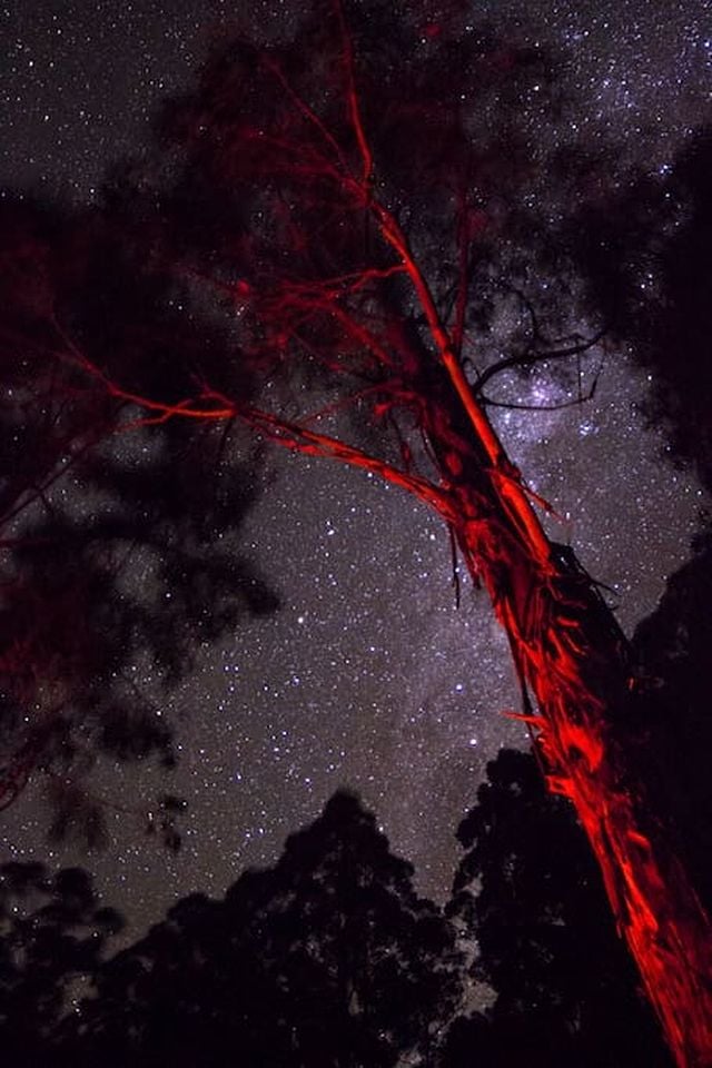 Romantic Rainforest Cottage Rental with Private Waterfalls near Apollo Bay, Victoria