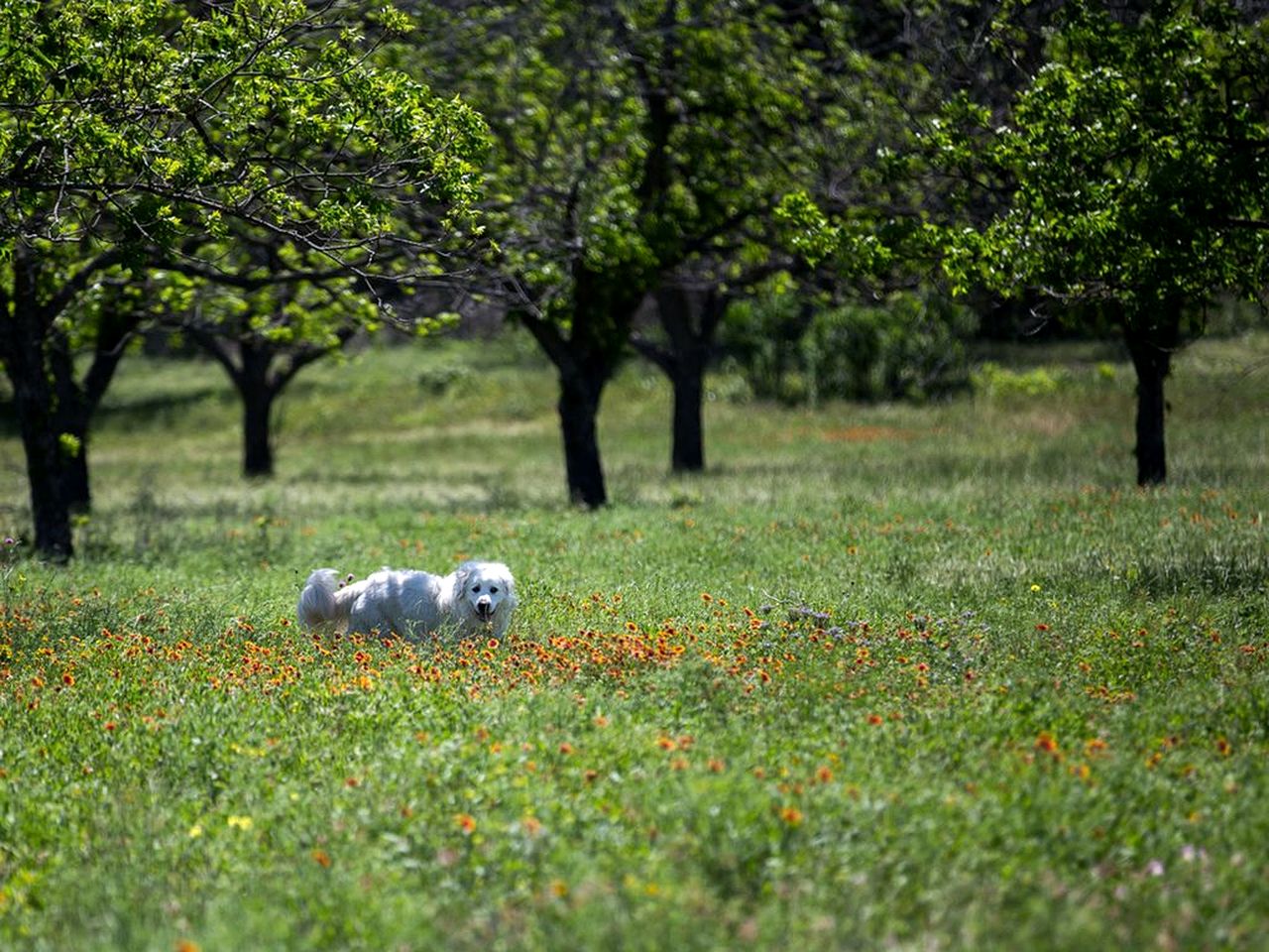 Romantic Luxury Cottage Rental for Two with Fireplace in Texas Hill Country