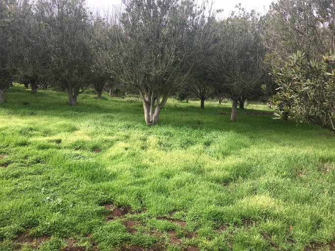 Morning Song Farm 1, Vacation Rentals, Rainbow, United States of