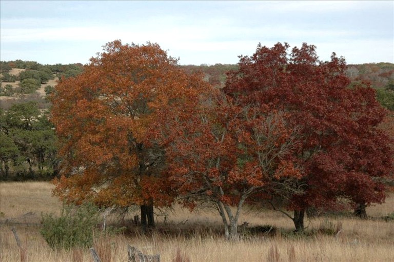 Cabins (Fredericksburg, Texas, United States)
