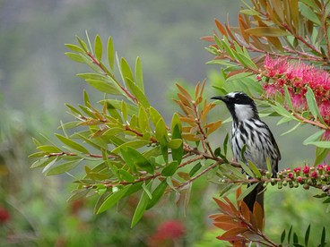 Romantic Luxury Camping Rentals for Couples near Daintree National Park - Photo 3