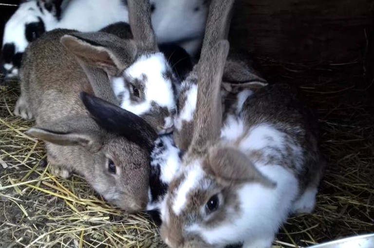 Yurts (Rakovica, Karlovac, Croatia)