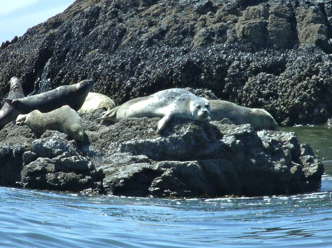 Cottages (Seal Rock, Oregon, United States)