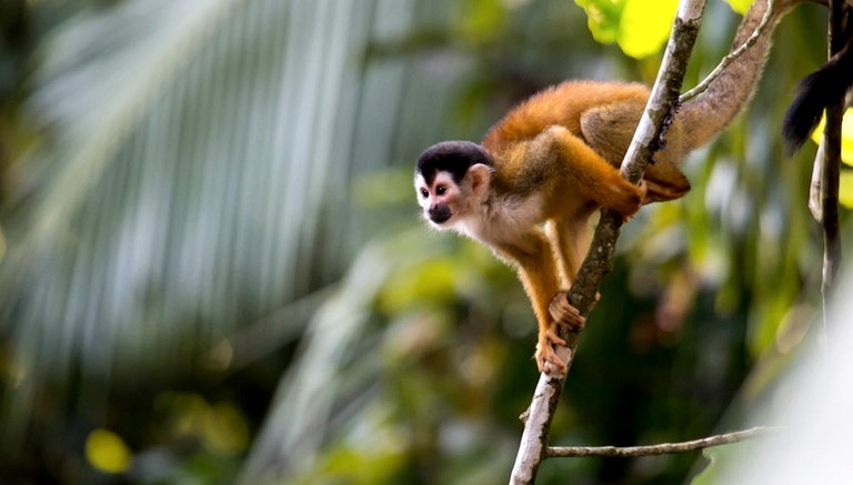 Nature Lodges (Puerto Jiménez, Puntarenas, Costa Rica)