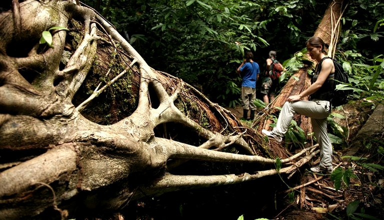 Nature Lodges (Puerto Jiménez, Puntarenas, Costa Rica)