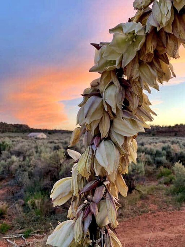 Romantic Safari Tent Glamping in Kanab, Utah: Unforgettable Getaway for Two
