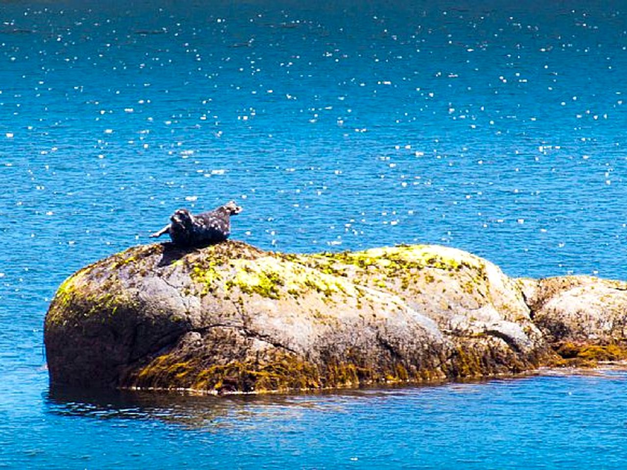 Tree House Halfmoon Bay, British Columbia Glamping Hub