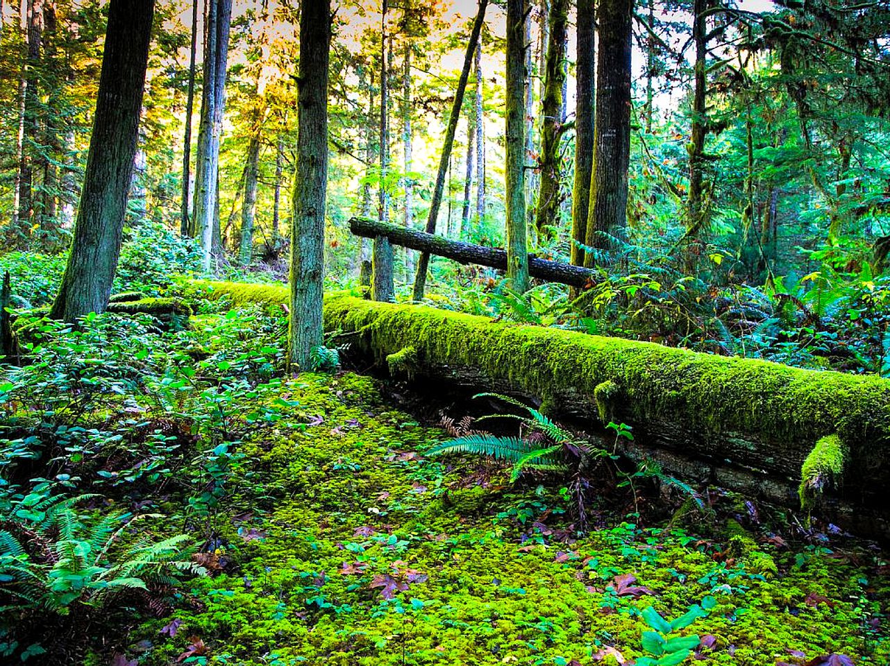 Tree House Halfmoon Bay, British Columbia Glamping Hub