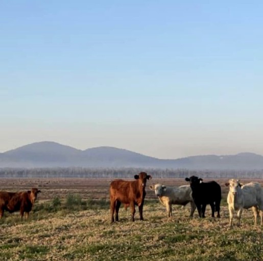 Tiny Houses (Australia, Verges Creek, New South Wales)