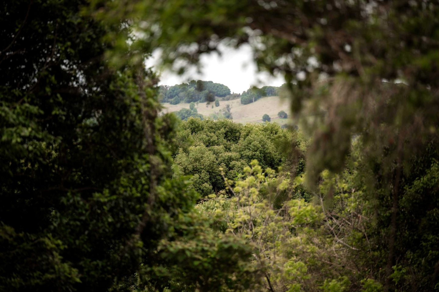 Charming Tiny House with Gorgeous Forest Vistas in Coorabell, New South Wales