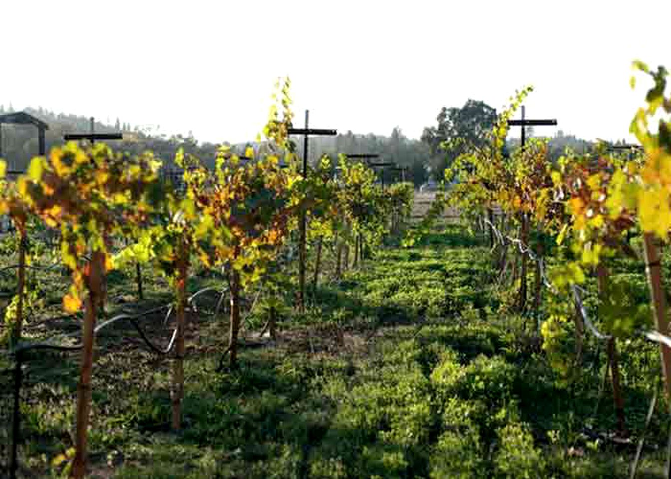 Spacious and Secluded Vacation Rental on a Picturesque Vineyard in Gold Country, California