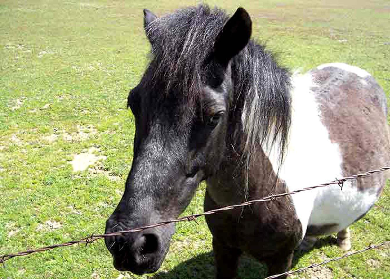 Spacious and Secluded Vacation Rental on a Picturesque Vineyard in Gold Country, California
