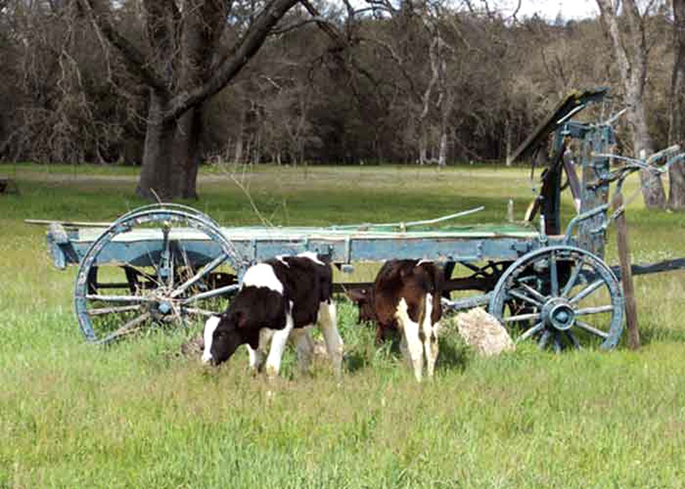 Spacious and Secluded Vacation Rental on a Picturesque Vineyard in Gold Country, California