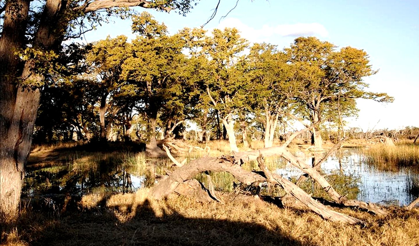 Rounded Tents in the Heart of the Moremi Game Reserve, Botswana