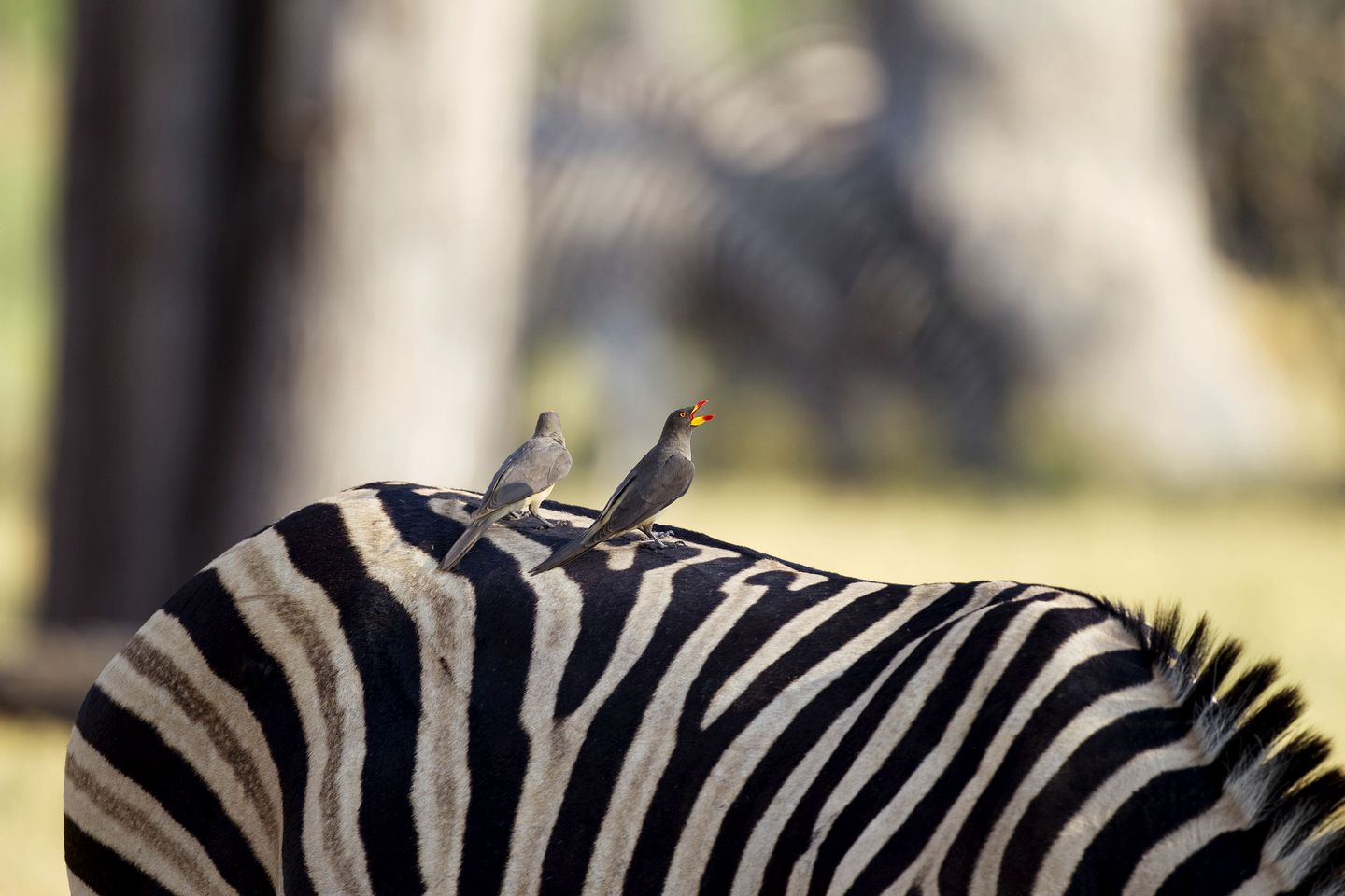 Rounded Tents in the Heart of the Moremi Game Reserve, Botswana