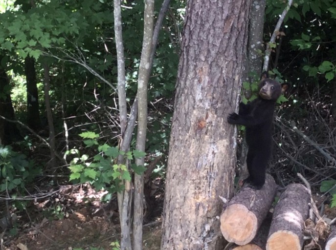 Cabins (United States of America, Sevierville, Tennessee)