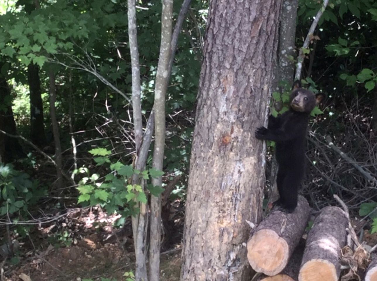 Incredible Secluded Cabin in Sevierville, Tennessee