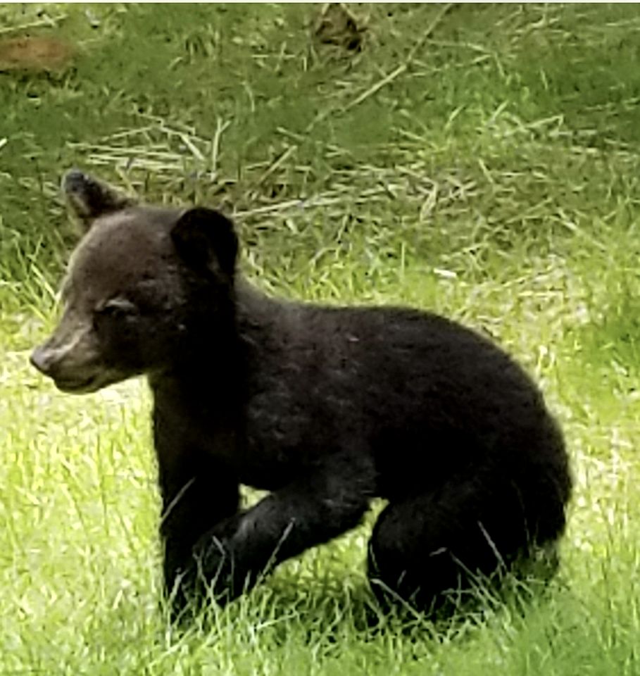 Incredible Secluded Cabin in Sevierville, Tennessee