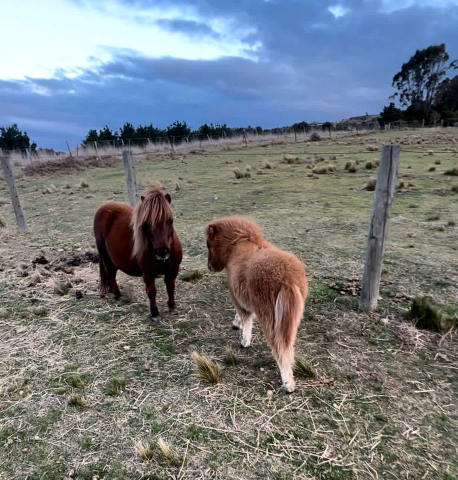 Cozy Secluded Tiny House in Bacchus Marsh, Victoria
