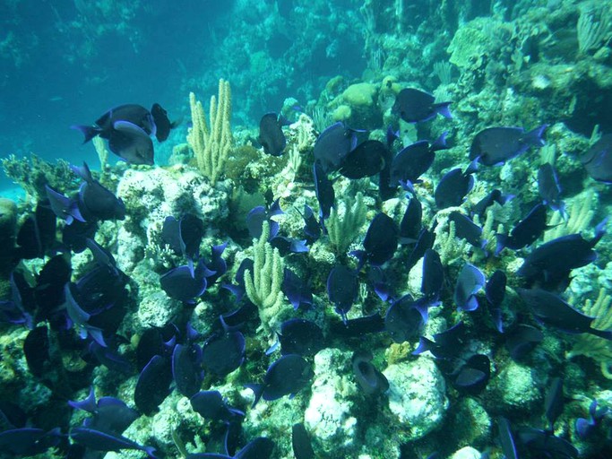 Nature Lodges (Roatan, Islas de la Bahía, Honduras)